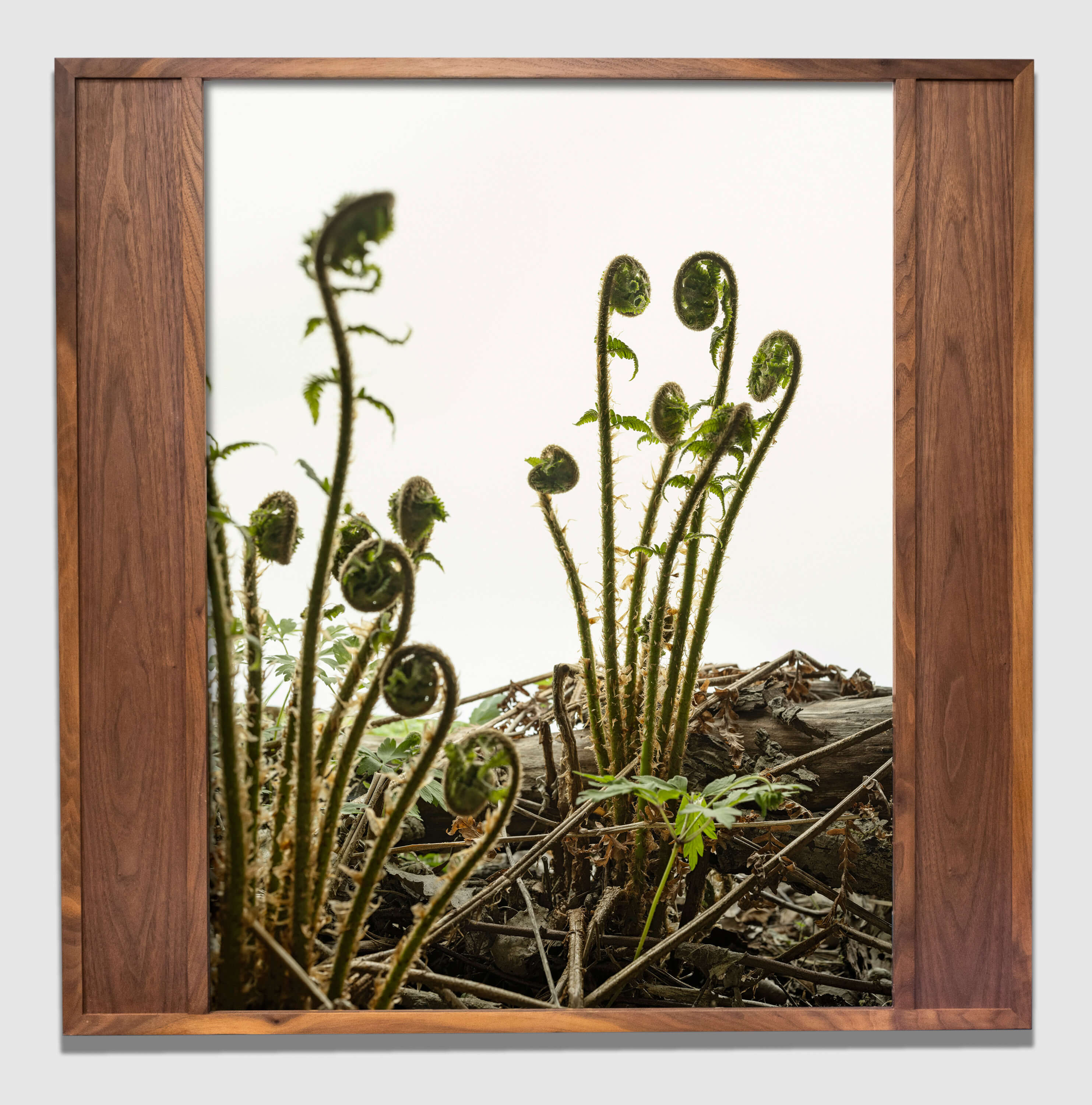 Photosynthesis-240910-2882-B