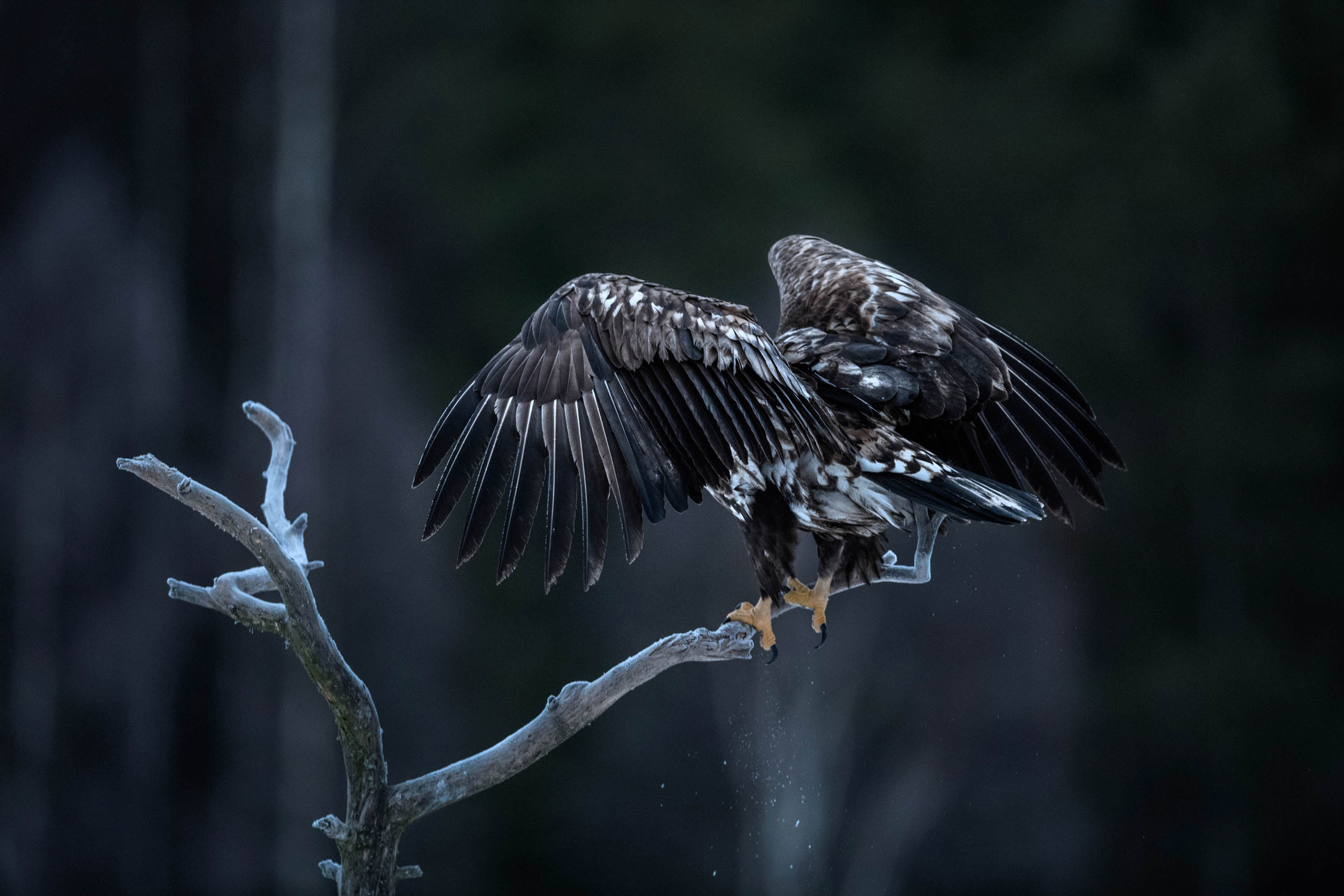 Erik-Hagman_White-tailed-Eagel_Gysinge-210124-9688
